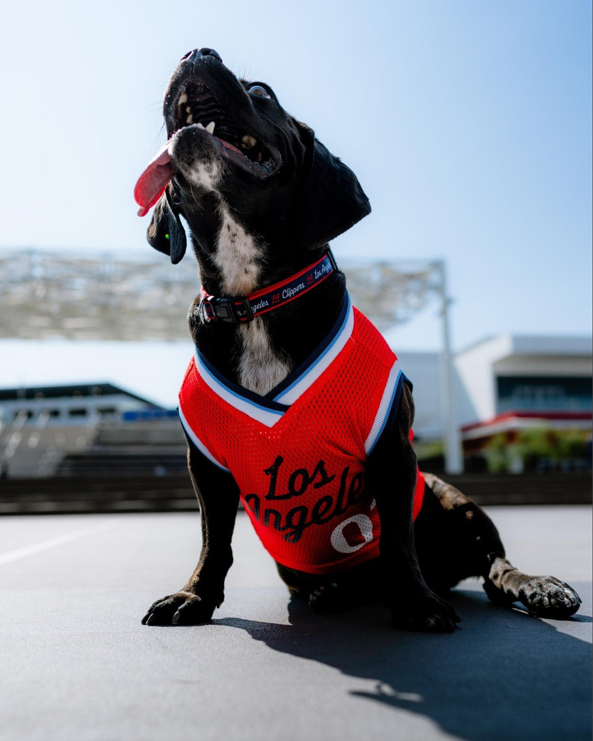 Clippers Statement Pet Jersey - Red - 70 - 000012 - XS
